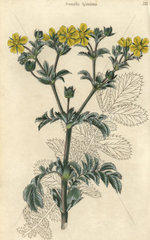 Yellow flowered splendid cinquefoil  Potentilla splendens