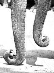 Zwei Elefantenruessel