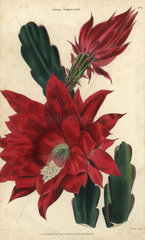 Crimson flowered Cactus jenkinsonii