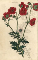 Scarlet flowered Avens  Geum coccineum