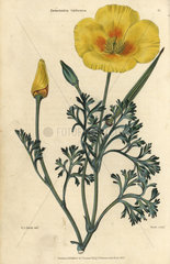Yellow flowered California poppy  Eschscholzia californica