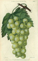 Green grapes  vine and leaf of the White or Common Muscadine Grape