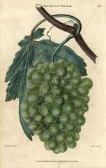 Ripe green grapes  vine and leaf of the Grove End Sweet Water Grape