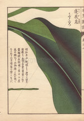 Leaf of round turmeric  Curcuma rotunda L. (Zingiberacea)