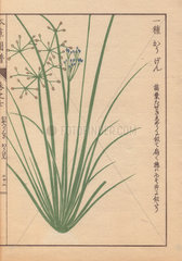 Blue-flowered grasslike fimbry or globe fringerush