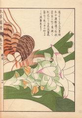 Rhizome and inflorescence of turmeric  Curcuma longa L. var. macrophylla Miq. (Zingiberacea)