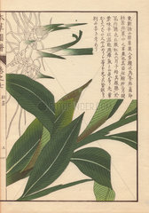 Rhizome and leaves of Alpinia chinensis Rose  mogyaku.