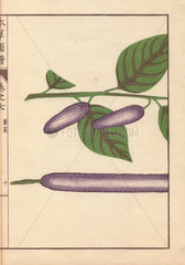 Purple seed and leaves of the long pepper