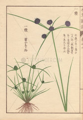 Roots  reeds and flowers of variable flatsedge