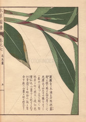 Leaves and stems of galanga  Alpinia kumatake Mak.