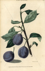 Ripe fruit and leaves of the Blue Imperatrice Plum  Prunus domestica