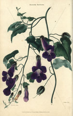 Purple flowered climbing plant  Maurandia barclayana