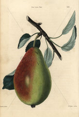 Ripe fruit and leaves of the Bon Louis Pear  Pyrus communis
