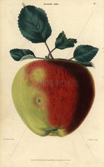 Fruit and leaves of the Alexander apple  Malus domestica