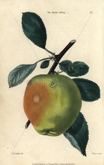 Green fruit and leaves of the Manks codling apple