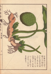 Rhizome and fruit of the round China cardamom  Amomum globosum Lour. (Sauzuku).