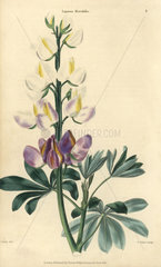 Purple and white flowered lupins  Lupinus mutabilis