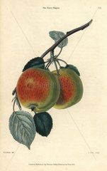 Scarlet fruit and leaves of the Kerry Pippin apple  Malus domestica
