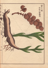 Root and seeds of cardamom  Elettaria cardamomum Maton. (Byakuzuku)