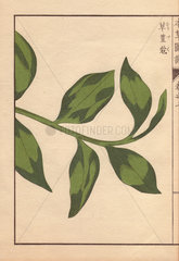 Green leaves of round China cardamom  Amomum globosum Lour.
