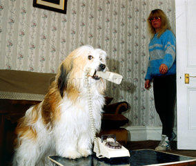 Hund haelt Telefonhoerer