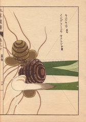 Rhizome and roots of turmeric  Curcuma longa (Zingiberacea)  aromatic herb  spice.