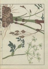 Snowparsley or cnidium plant. Cnidium officinale. Senkyou.
