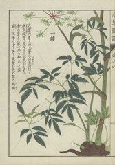 Large-leaved angelica plant: Ooba senkyou