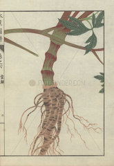 Licorice root. Ligusticum acutilobum. Touki.
