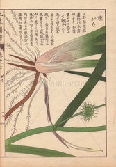 Leaves  roots and seeds of bur-reed  Sparganium racemosum Huds.