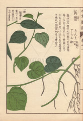 Leaves and stems of Japanese pepper