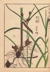 Rhizome and root of the alkali bulrush  Scirpus maritimus L (Cyperaceae)