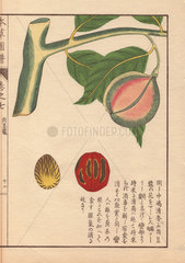 Green and pink seeds of nutmeg and mace  Myristica fragrans Houtt.