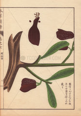 Root and seeds of wild Siamese cardamom  Amomum xanthioides Wall. (Shukushamitsu)