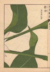 Turmeric leaves  Curcuma longa L. var. macrophylla Miq. (Zingiberacea)
