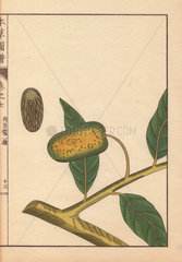 Green seeds and leaves of wild nutmeg and mace  Myristica fatua Houtt.