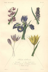 Decorative botanical print with hyacinth  muscari  iris  meadow saffron and wild tulip