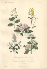 Decorative botanical lithograph with sumac  broom  hawthorn and privet