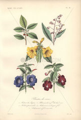 Five ornamental plants  including Japanese coralberry  pink ardisia  blue achimenes  crimson achimenes  and golden dewdrop