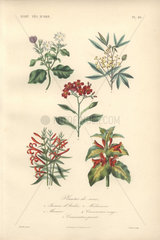 Decorative botanical print with jasmine  cassava  hummingbird bush and shrimp plant