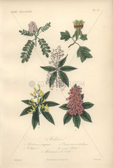 Decorative botanical print with tulip tree  red buckeye and horse chestnut