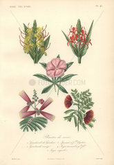 Decorative botanical print with gandasuli  morning glory and inga