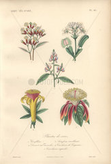 Decorative botanical print with clove bush  venus flytrap  sainfoin and carolinea