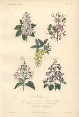 Decorative botanical print with chestnut  Judas tree  laburnum  trumpetvine and paulownia