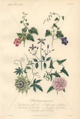 Decorative botanical print with foxglove  angel's trumpet  clematis and passionflower