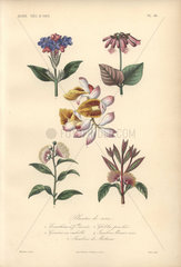 Decorative botanical print with eranthemum  gesneria  globba and Jambose