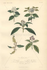 Decorative botanical print with rubber tree  dogwood  loquat and spotted laurel