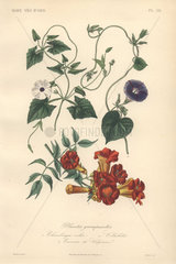 Decorative botanical print with black-eyed susan vine  bindweed and trumpet vine