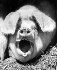 Schwein mit offenem Maul im Stroh
