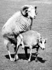 Schafe kopulieren